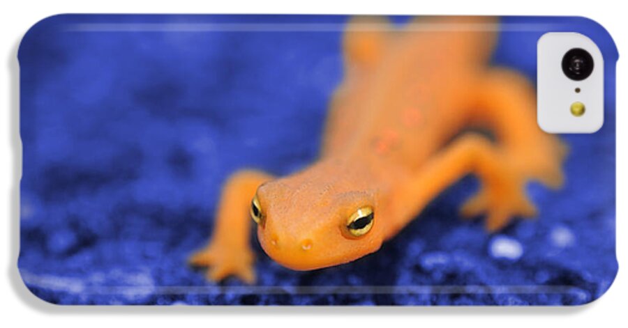 Salamander iPhone 5c Case featuring the photograph Sly Salamander by Luke Moore
