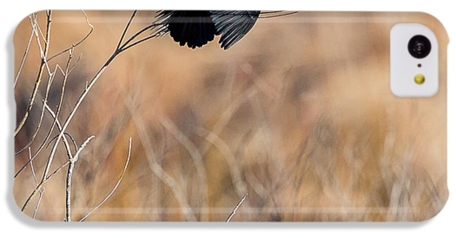 Red Winged Blackbird iPhone 5c Case featuring the photograph Springtime Song Square by Bill Wakeley
