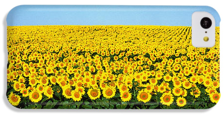 Photography iPhone 5c Case featuring the photograph Sunflower Field, North Dakota, Usa by Panoramic Images