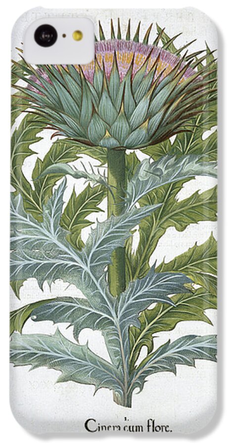 Cynara Cardunclus iPhone 5c Case featuring the drawing The Cardoon, From The Hortus by German School