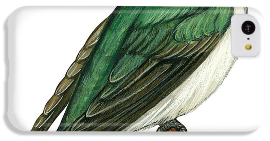 No People; Square Image; Side View; Full Length; White Background; One Animal; Wildlife; Close Up; Illustration And Painting; Zoology; Bird; Branch; Wing; Feather; Perching; Beak; Tree Swallow; Tachycineta Bicolor; Green iPhone 5c Case featuring the drawing Tree swallow by Anonymous