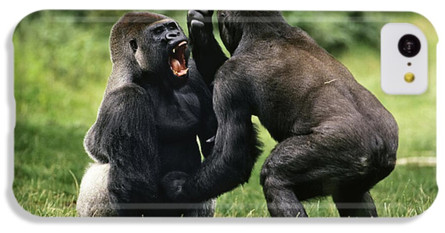 Feb0514 iPhone 5c Case featuring the photograph Western Lowland Gorilla Males Fighting by Konrad Wothe