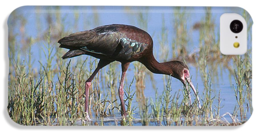 White-faced Ibis iPhone 5c Case featuring the photograph White-faced Ibis by Anthony Mercieca