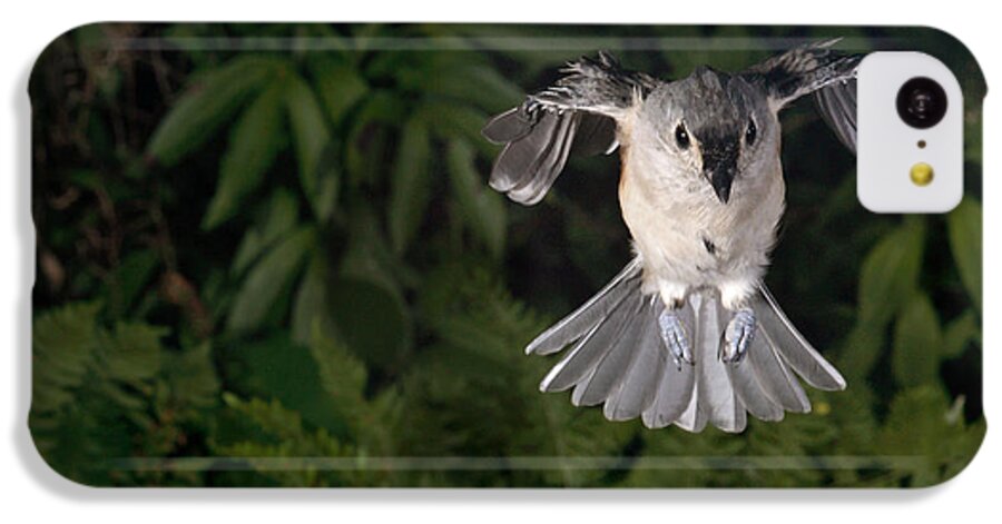 Songbirds iPhone 5c Case featuring the photograph Tufted Titmouse In Flight #6 by Ted Kinsman