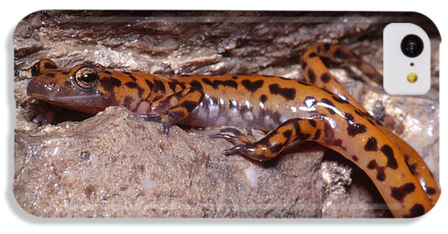Cave Salamander iPhone 5c Case featuring the photograph Cave Salamander #7 by Dante Fenolio