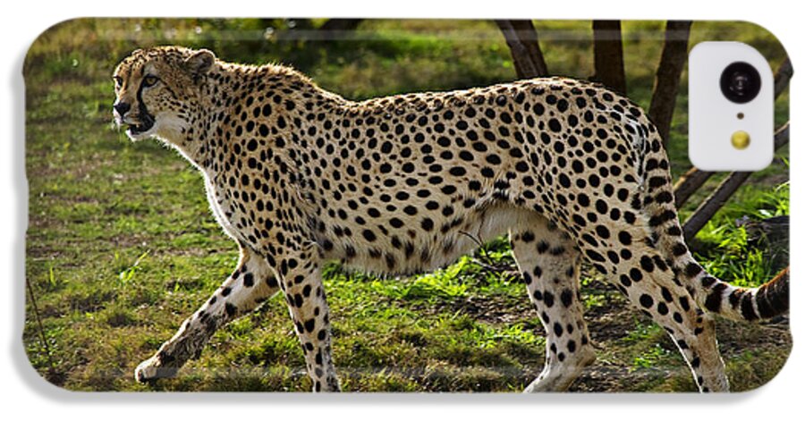 Cheetah iPhone 5c Case featuring the photograph Cheetah by Garry Gay