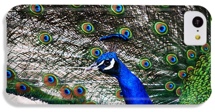 Peacock iPhone 5c Case featuring the photograph Proud Peacock by Sheryl Rae