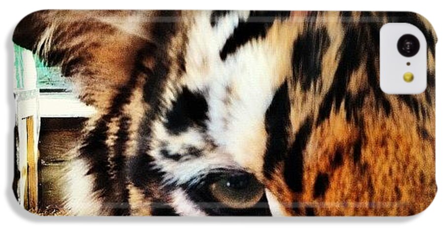 Tiger iPhone 5c Case featuring the photograph Tiger by Lea Ward