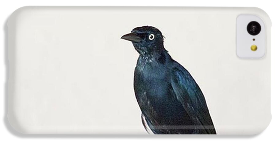 Caribgrackle iPhone 5c Case featuring the photograph A Carib Grackle (quiscalus Lugubris) On by John Edwards