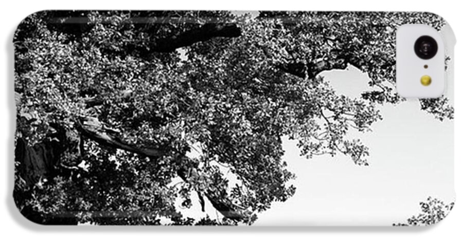 Woodland iPhone 5c Case featuring the photograph Ancient Oak, Bradgate Park by John Edwards