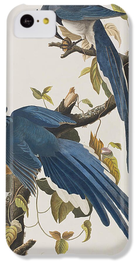 Columbia Jay iPhone 5c Case featuring the painting Columbia Jay by John James Audubon