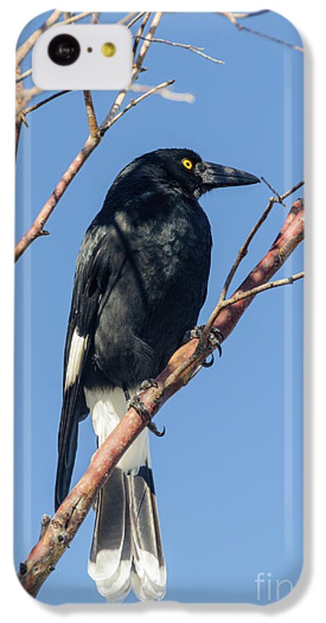 Bird iPhone 5c Case featuring the photograph Currawong by Werner Padarin
