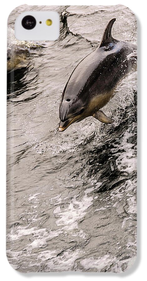 Dolphin iPhone 5c Case featuring the photograph Dolphins by Werner Padarin