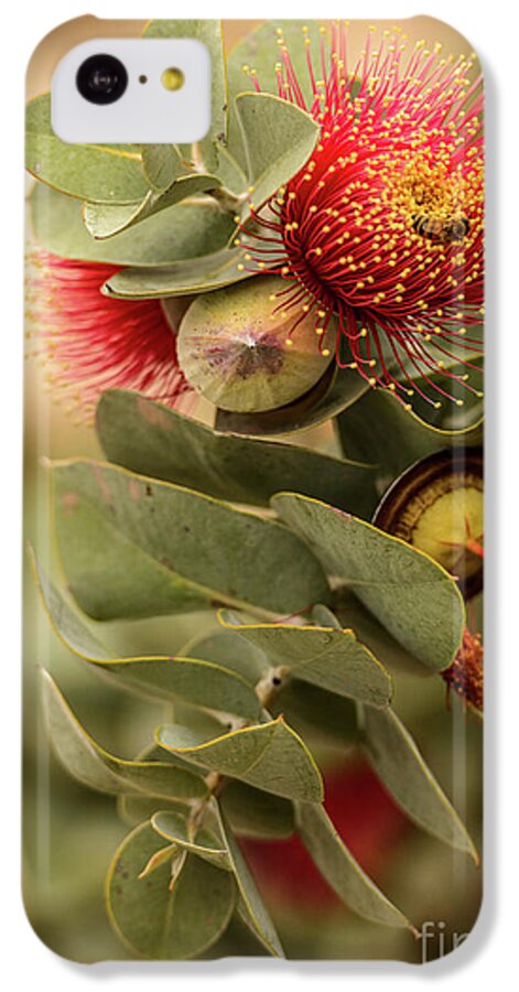 Flora iPhone 5c Case featuring the photograph Gum Nuts by Werner Padarin