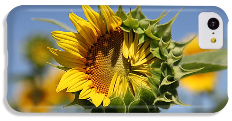 Sunflowers iPhone 5c Case featuring the photograph Hesitant by Amanda Barcon