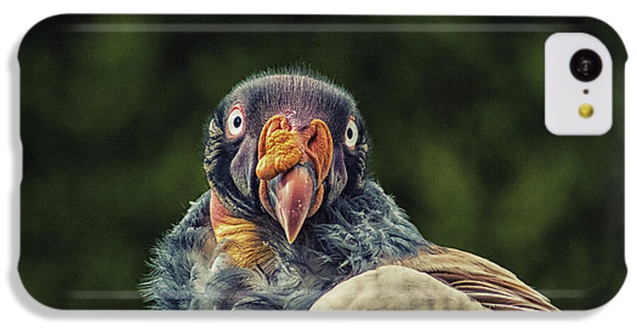 Bird iPhone 5c Case featuring the photograph King Vulture by Martin Newman