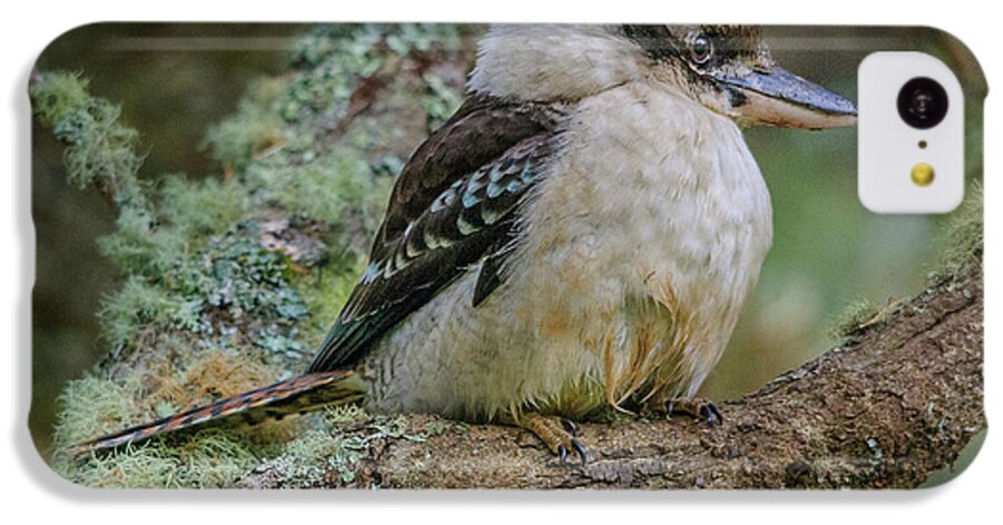 Bird iPhone 5c Case featuring the photograph Kookaburra 4 by Werner Padarin