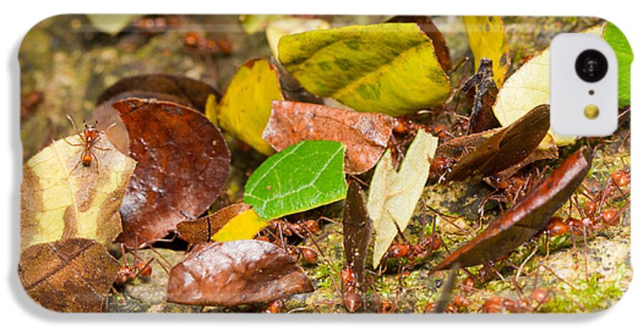 Leaf-cutter Ants iPhone 5c Case featuring the photograph Leaf-cutter Ants by B.G. Thomson