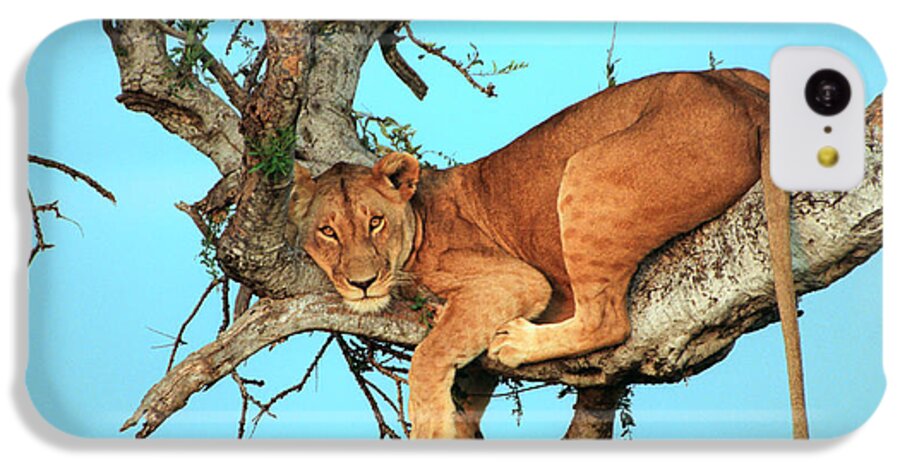 Africa iPhone 5c Case featuring the photograph Lioness in Africa by Sebastian Musial