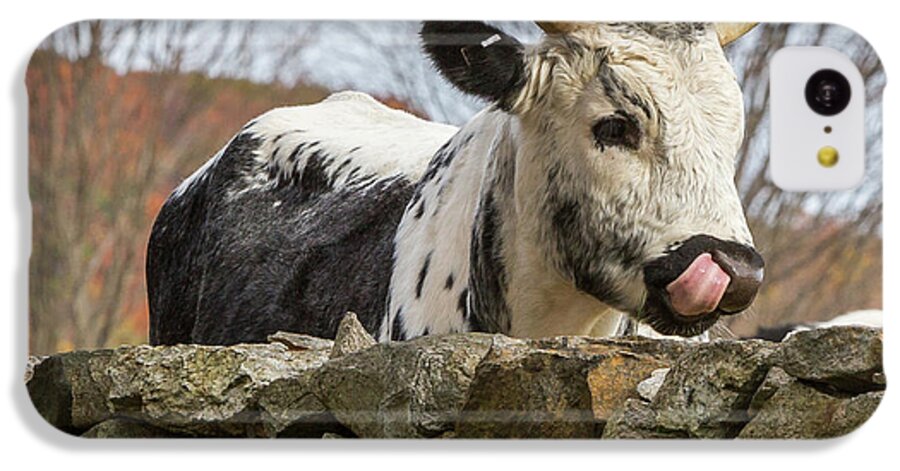 Randall Cattle iPhone 5c Case featuring the photograph Nosey by Bill Wakeley
