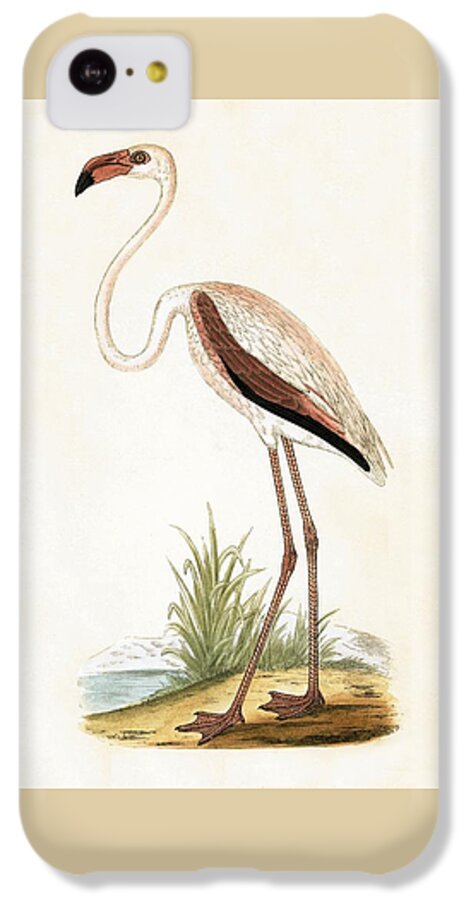 Flamingo iPhone 5c Case featuring the painting Rosy Flamingo by English School