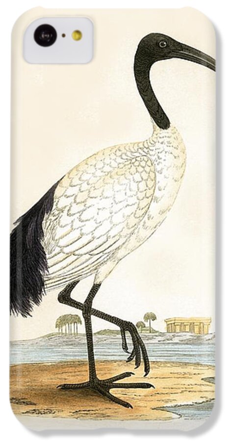 Bird iPhone 5c Case featuring the painting Sacred Ibis by English School