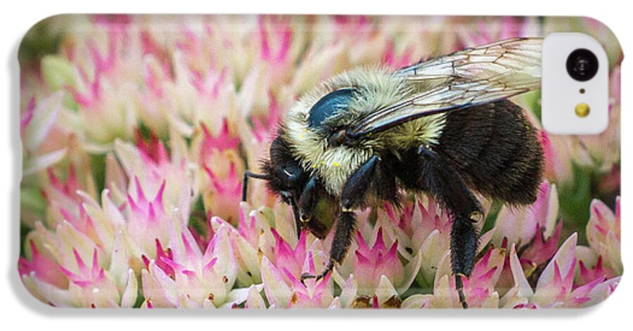 Bee iPhone 5c Case featuring the photograph Sedum Bumbler by Bill Pevlor