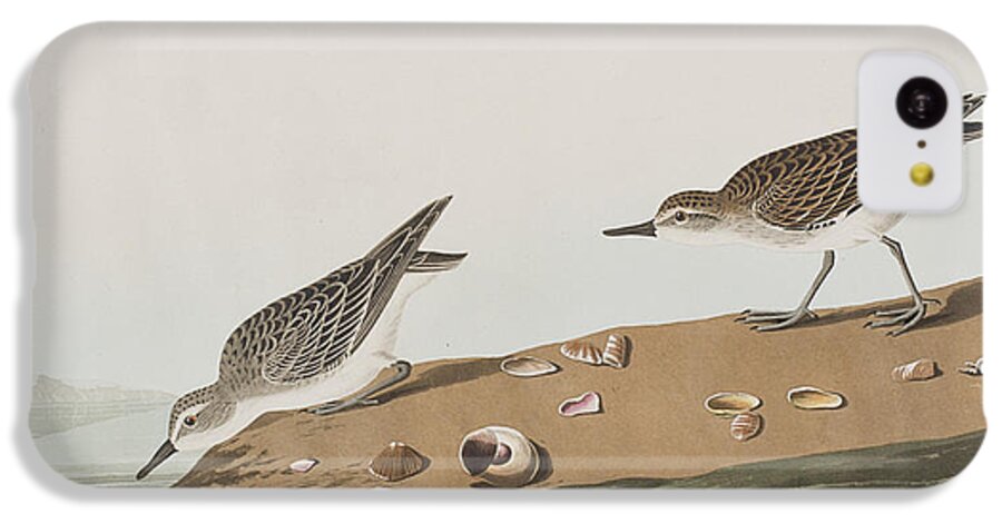 Sandpiper iPhone 5c Case featuring the painting Semipalmated Sandpiper by John James Audubon