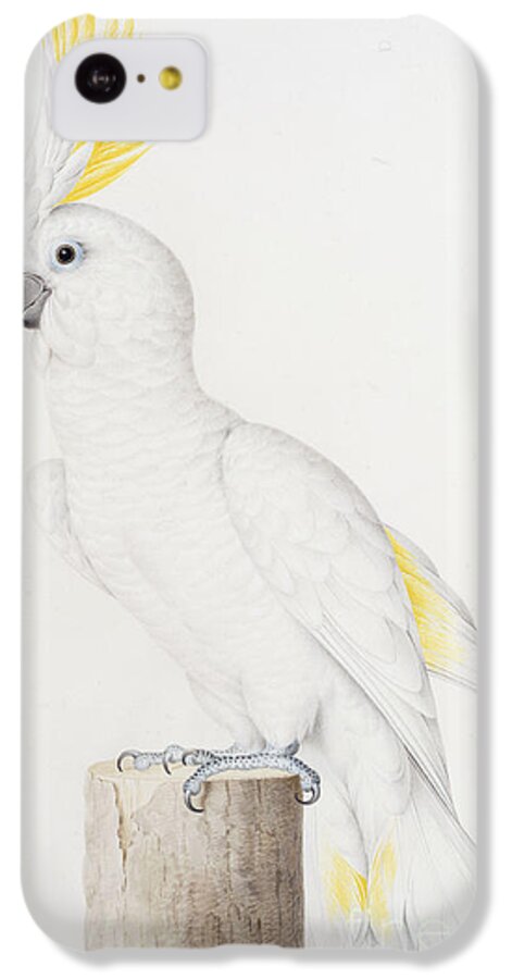 Sulphur-crested Cockatoo iPhone 5c Case featuring the painting Sulphur crested Cockatoo by Nicolas Robert
