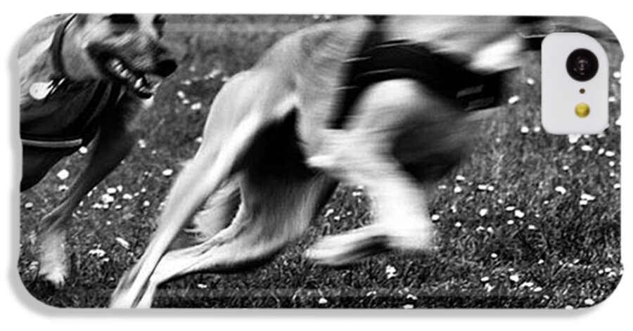 Persiangreyhound iPhone 5c Case featuring the photograph The Chasing Game. Ava Loves Being by John Edwards