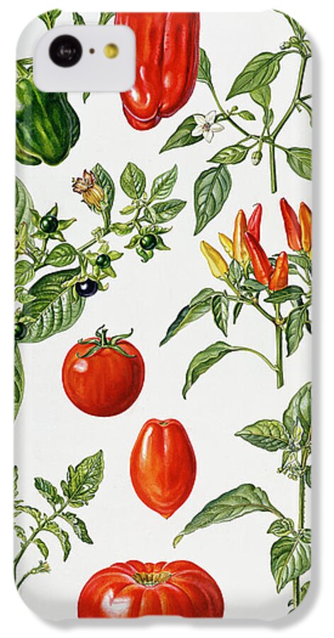 Green; Red; Pepper; Chilli; Deadly Nightshade; Plum; Beef; Huckleberry; Botanical; Piment; Piments; Vegetables; Pepper; Chillies; Plums; Leaf; Leafs; Flower iPhone 5c Case featuring the painting Tomatoes and related vegetables by Elizabeth Rice 