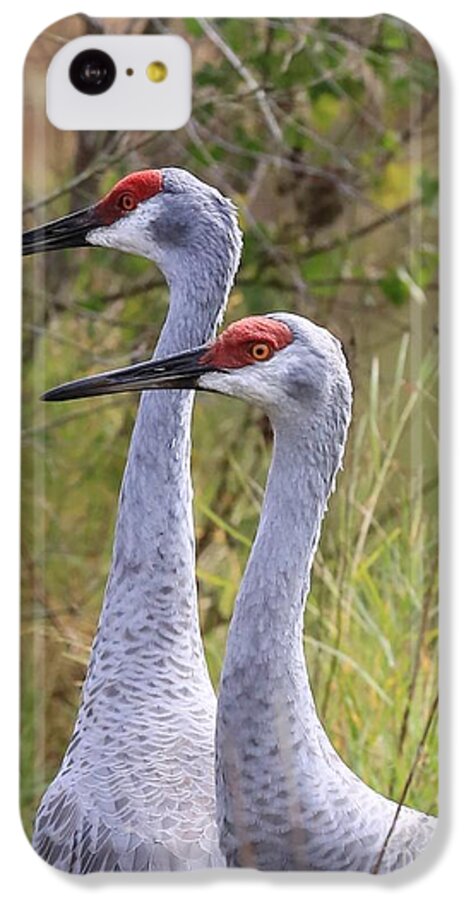 Sandhill Cranes iPhone 5c Case featuring the photograph Two Sandhills in Green by Carol Groenen