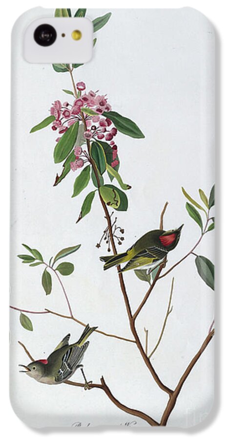 Audubon iPhone 5c Case featuring the painting Ruby Crowned Wren by John James Audubon