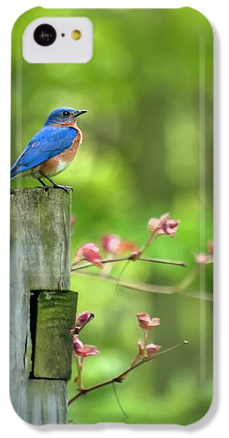 Bluebird iPhone 5c Case featuring the photograph Eastern Bluebird by Christina Rollo