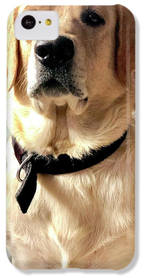 Labrador Dog iPhone 5c Case featuring the photograph Labrador Dog by Arun Jain