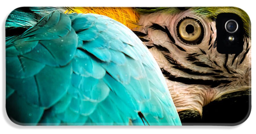 Macaws iPhone 5s Case featuring the photograph Sleeping Beauty by Karen Wiles