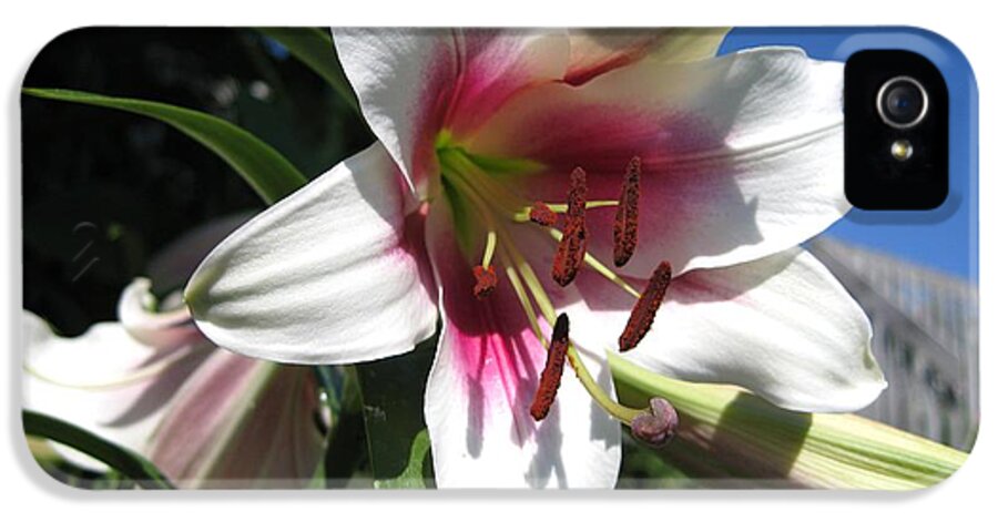 Garden lilys pleasure the pleasure