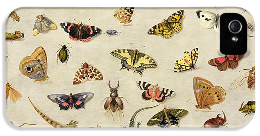 Collection iPhone 5s Case featuring the painting A Study of insects by Jan Van Kessel