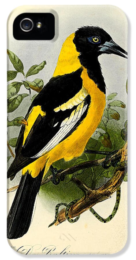 Baltimore Oriole iPhone 5s Case featuring the painting Baltimore Oriole by Dreyer Wildlife Print Collections 