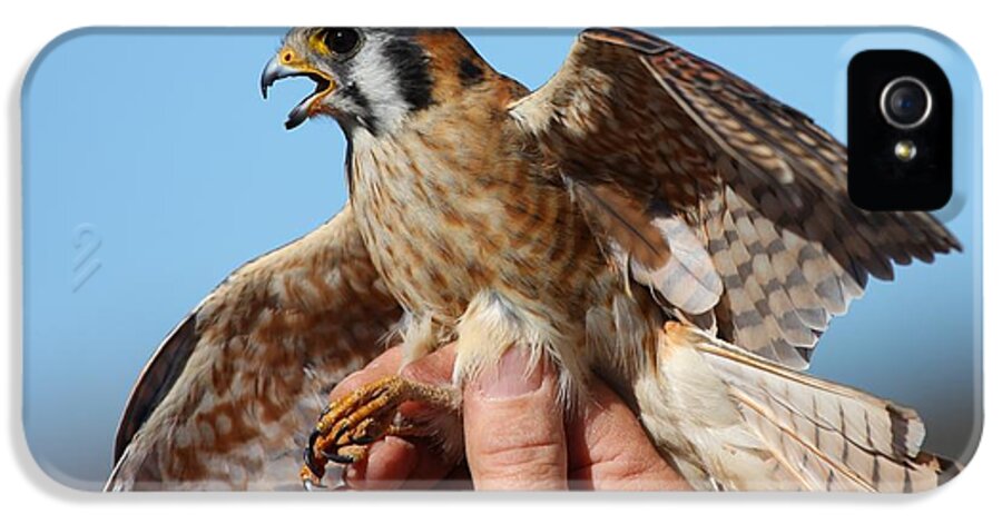 Bird iPhone 5s Case featuring the photograph Behold the American Kestrel by Nathan Rupert