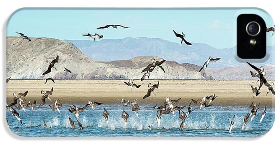Nobody iPhone 5s Case featuring the photograph Blue-footed Boobies Feeding by Christopher Swann