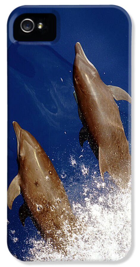 No People; Vertical; Outdoors; Day; Overhead View; Two Animals; Nature; Wildlife; Sunlight; Idyllic; Sea; Wave; Water; Bottlenose Dolphin; Tursiops Truncatus; Sealife iPhone 5s Case featuring the photograph Bottlenose Dolphins Tursiops Truncatus by Anonymous