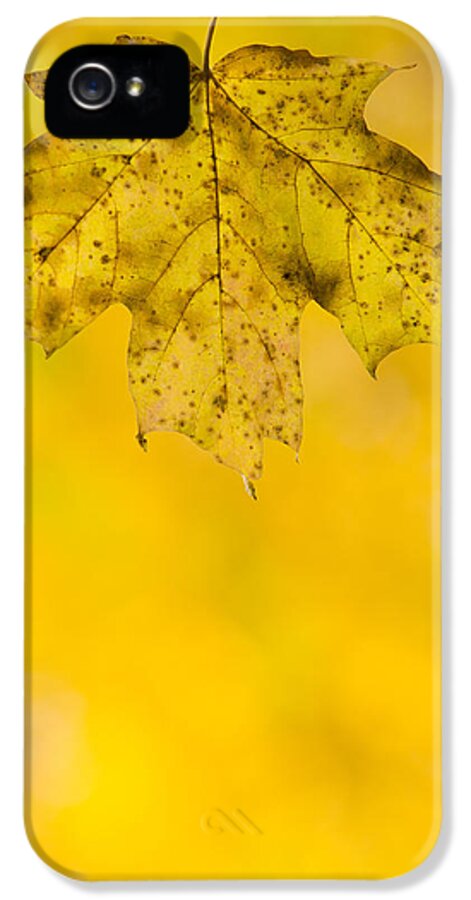 Fall iPhone 5s Case featuring the photograph Golden Autumn by Sebastian Musial