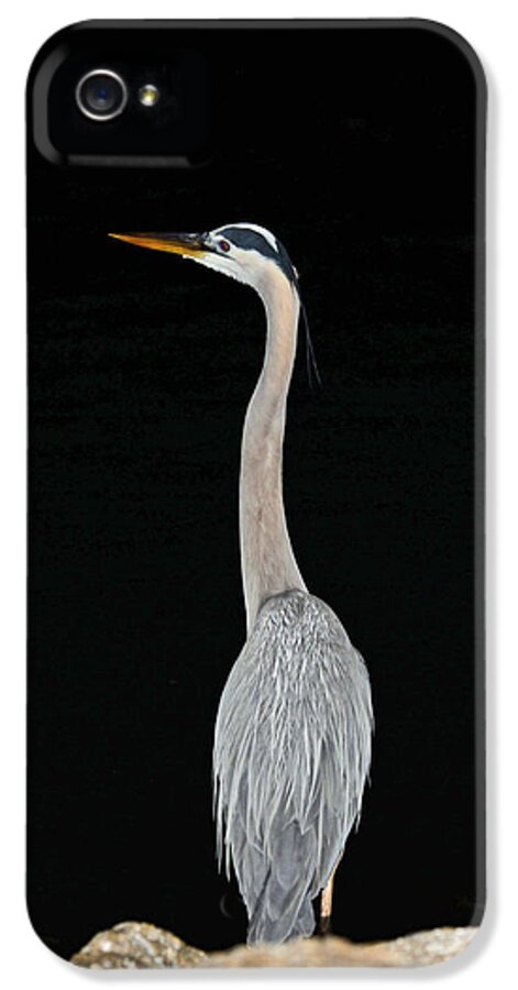 Blue Heron iPhone 5s Case featuring the photograph Night of the Blue Heron 3 by Anthony Baatz