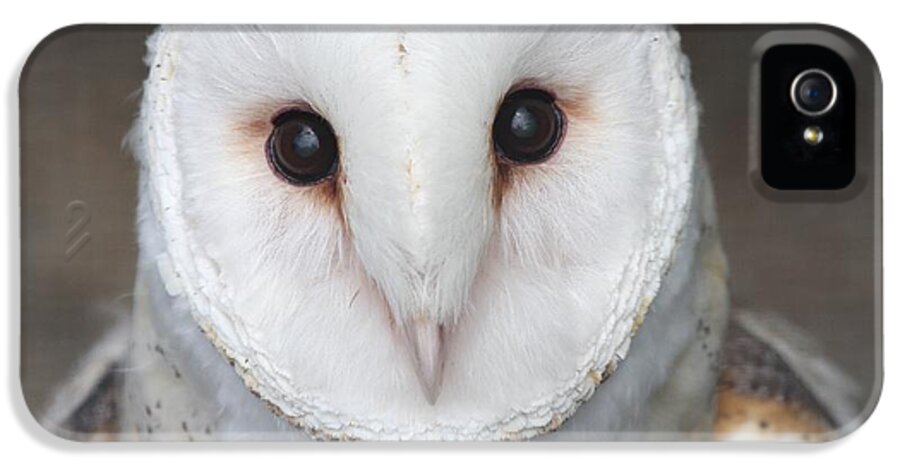 Owl iPhone 5s Case featuring the photograph On Alert by Nathan Rupert