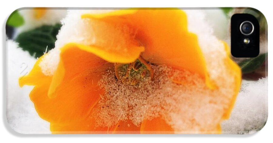 Flower iPhone 5s Case featuring the photograph Orange spring flower with snow by Matthias Hauser