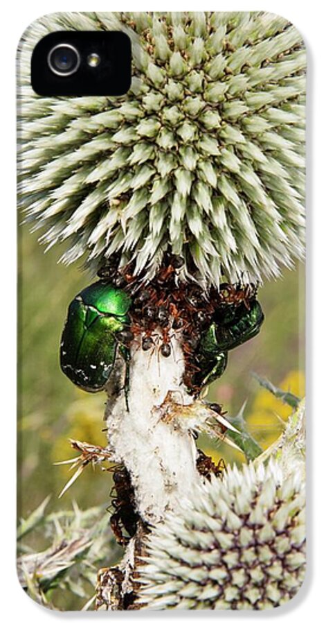 Nobody iPhone 5s Case featuring the photograph Rose Chafers And Ants On Thistle Flowers by Bob Gibbons