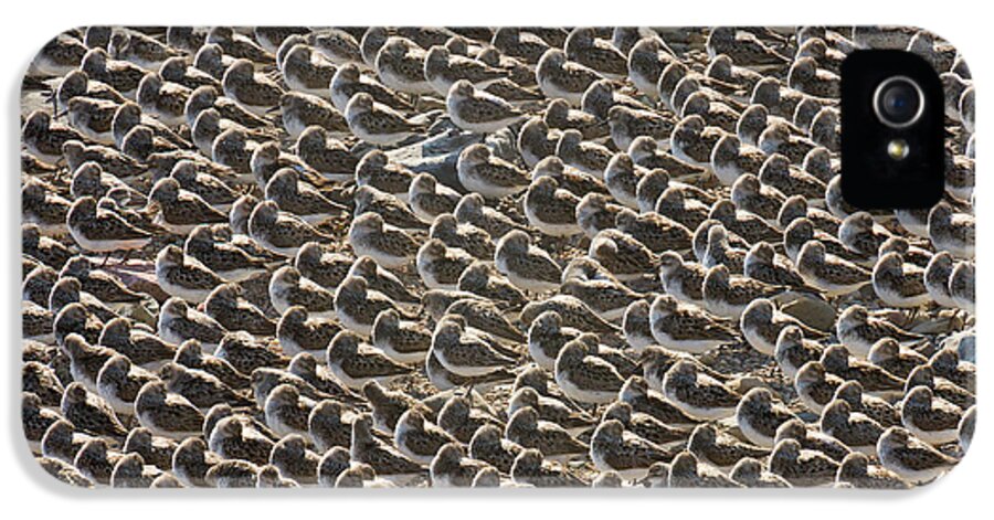 00536652 iPhone 5s Case featuring the photograph Semipalmated Sandpipers Sleeping by Yva Momatiuk John Eastcott