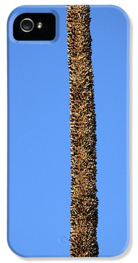 Grass Tree iPhone 5s Case featuring the photograph Standing alone by Miroslava Jurcik