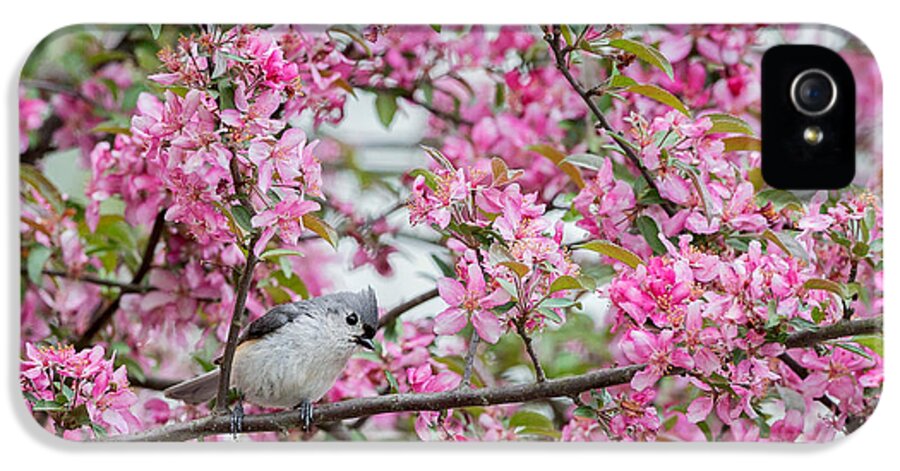 Tufted Titmouse iPhone 5s Case featuring the photograph Tufted Titmouse In A Pear Tree by Bill Wakeley